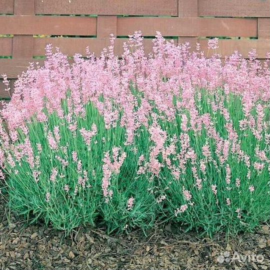 Лаванда розовая