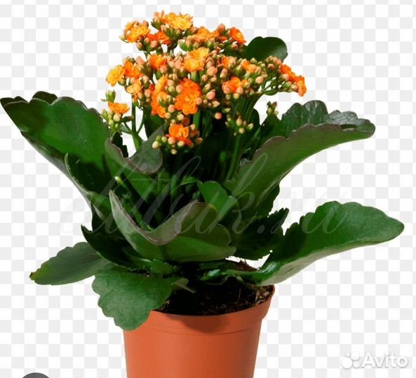 Комнатные цветы каланхоэ