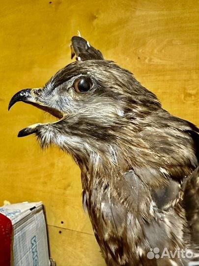 Чучело ястреба