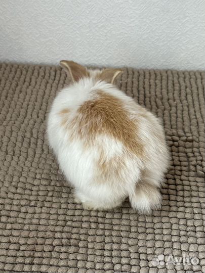 Карликовый декоративный кролик