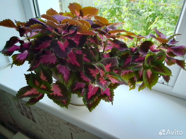 Комнатные цветы