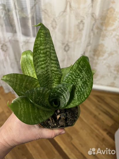 Сансевиерия