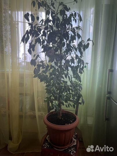 Фикус Бенджамина