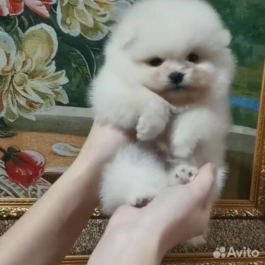 Померанский шпиц