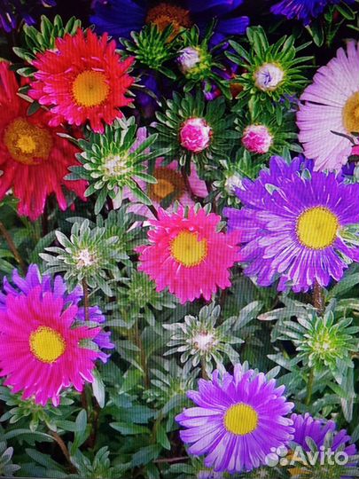 Семена астры