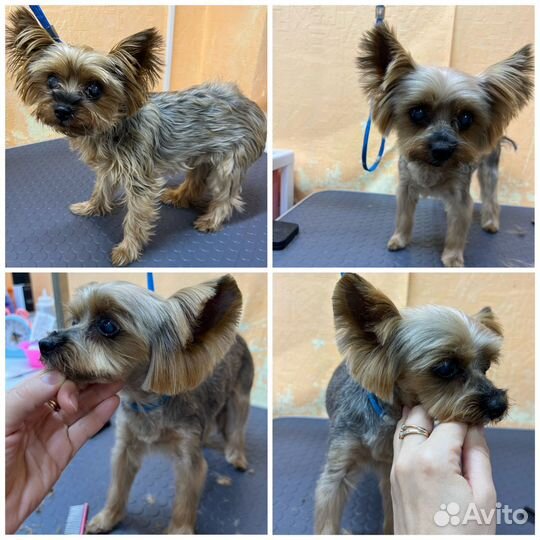 Грумер стрижка собак