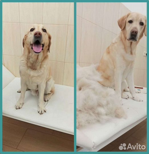 Грумер.Стрижка собак и кошек