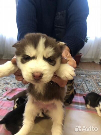 Щенки сибирской хаски