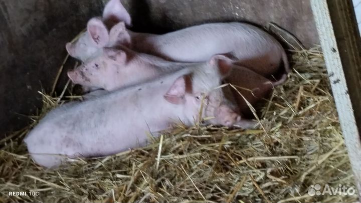 Поросята