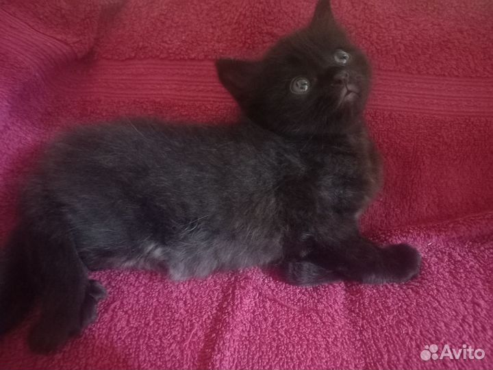 Котята в добрые руки бесплатно