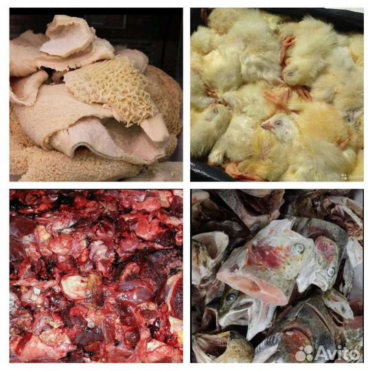 Калтык, цыплята для животных