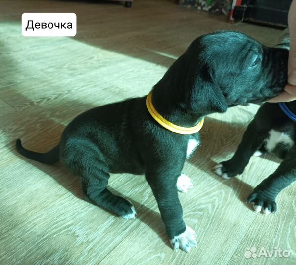 Щенки немецкого дога