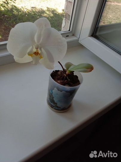 Орхидея фаленопсис