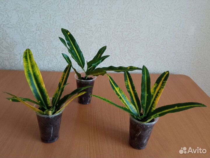 Кротон Санни стар