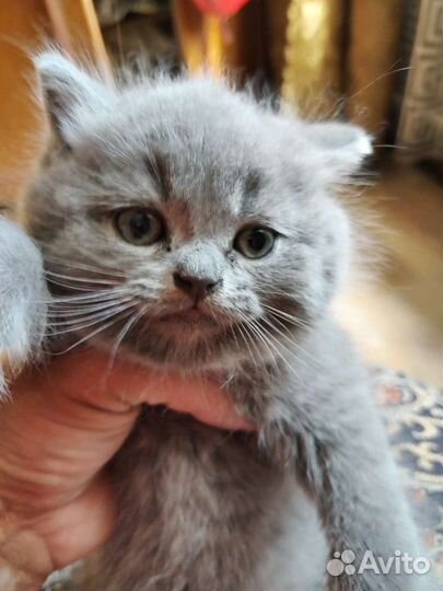 Котята британские в добрые руки