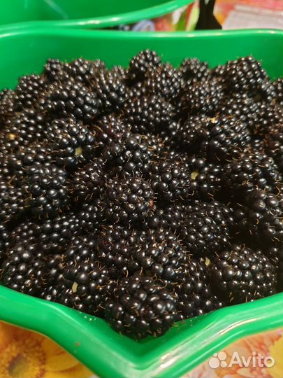 Саженцы смородина ежевика слива медовая