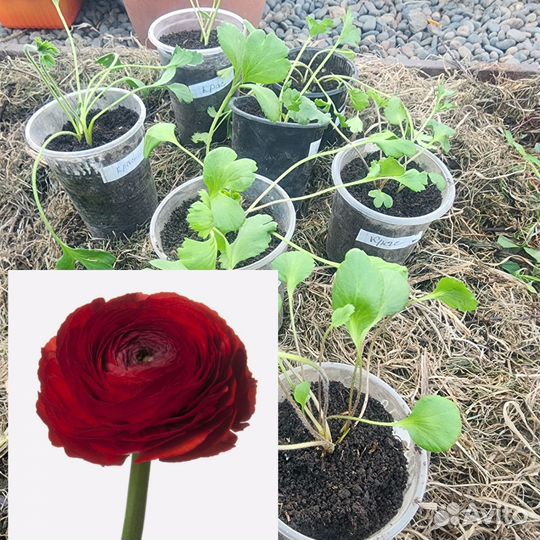 Ранункулюс рассада, цветы садовые