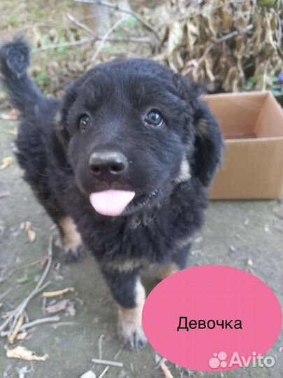 Щенки в добрые руки бесплатно