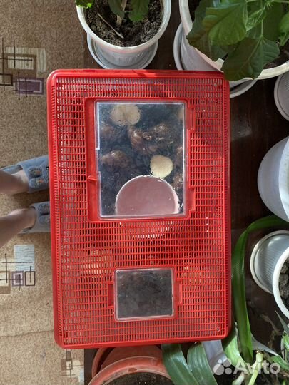 Гигантские африканские улитки ахатины