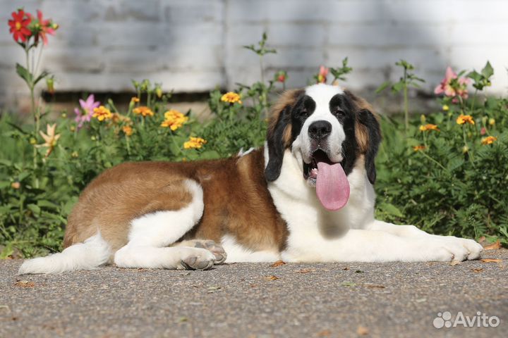 Щенки Сенбернара (Суздаль)