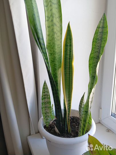 Сансевиерия-щучий хвост