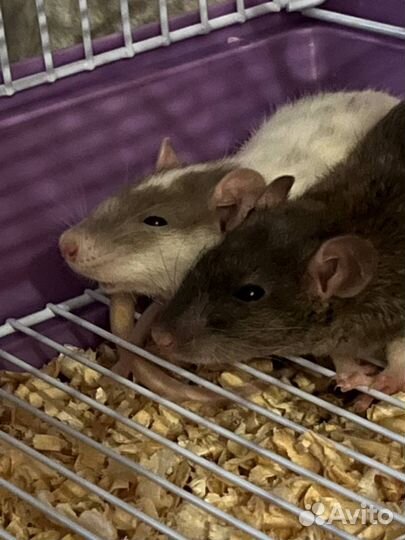 Декоративная крысы дамбо