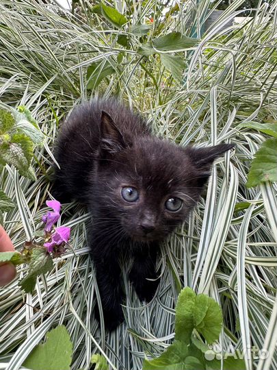 Котенок 1,5 месяца