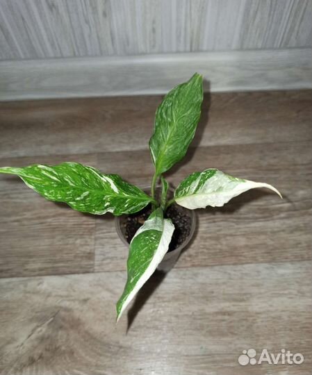 Спатифиллум Джемини