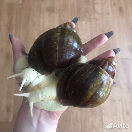 Улитки ахатины/архахатины