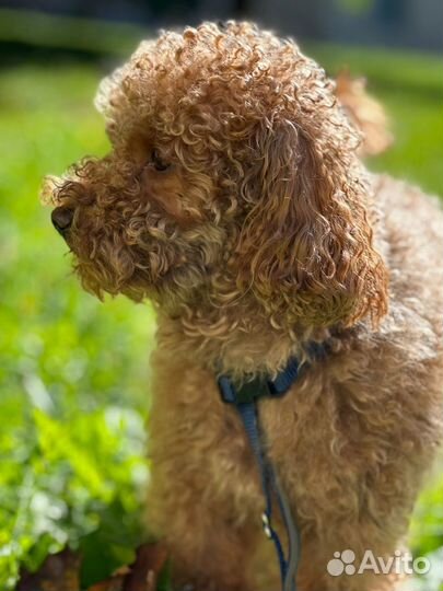 Вязка собак той пудель