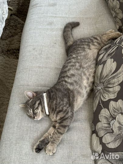 Отдам кота в добрые руки бесплатно