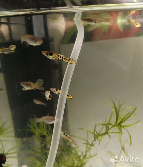 Рыба гуппи самочки