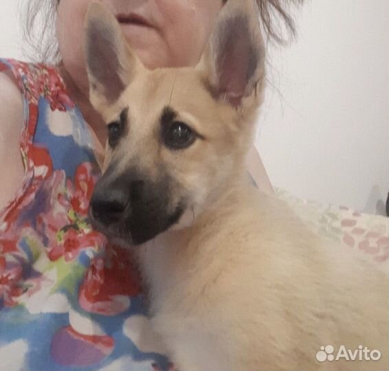 Щенок девочка