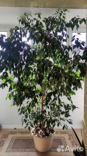 Фикус большой