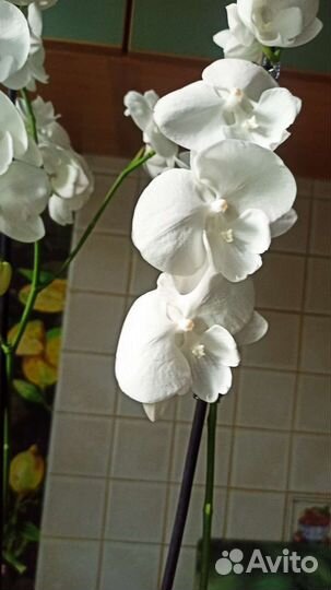 Орхидея фаленопсис