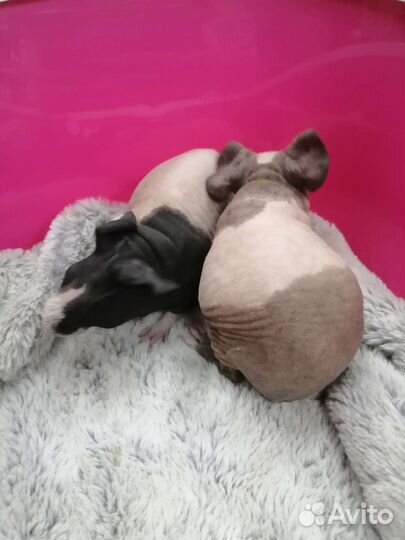 Морские свинки Скинни и Крестед