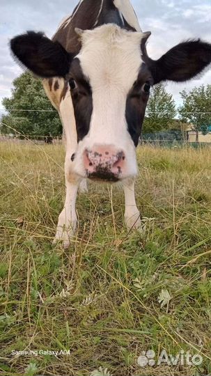 Телка голштинской породы