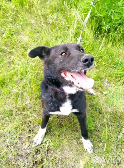 Красавец пес в добрые руки