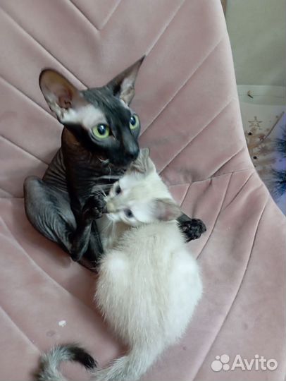 Канадский сфинкс котенок браш