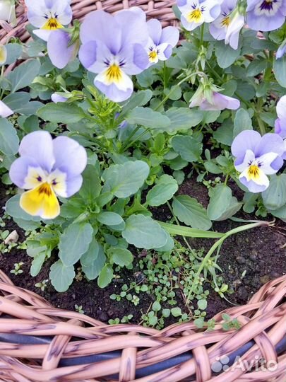 Рассада помидор