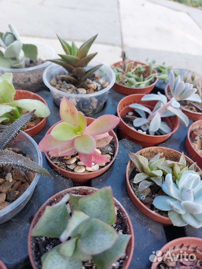 Суккуленты набор