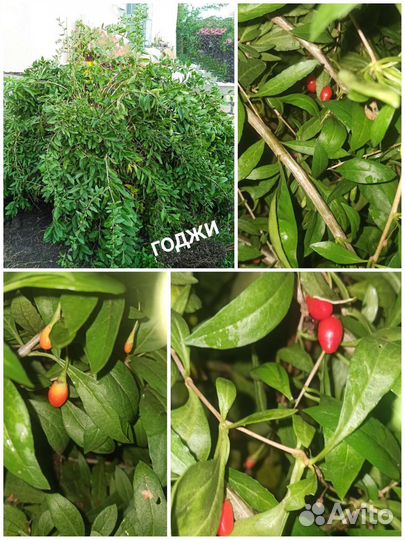 Годжи саженцы