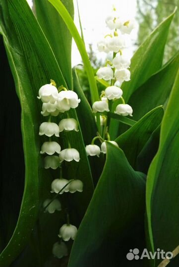 Ландыши садовые, рассада, букетики