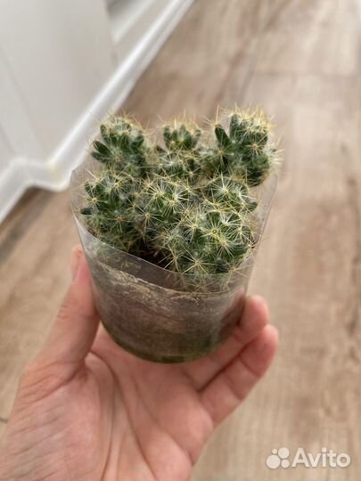 Кактус маммилярия