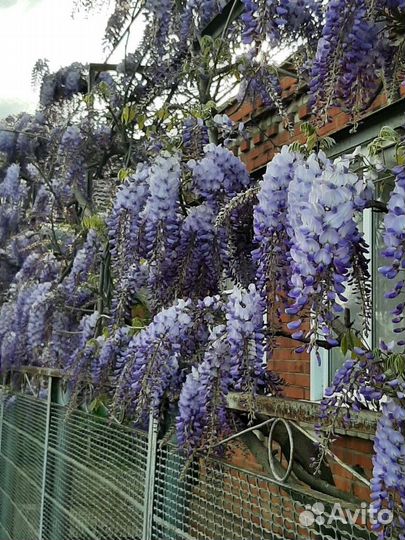 Цветы для сада