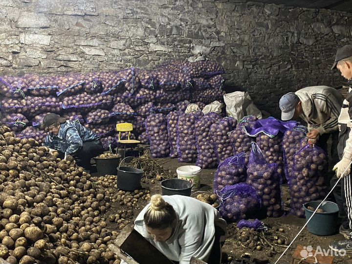 Крупный картофель сорт Гала