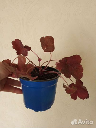 Гейхера Черри Кола