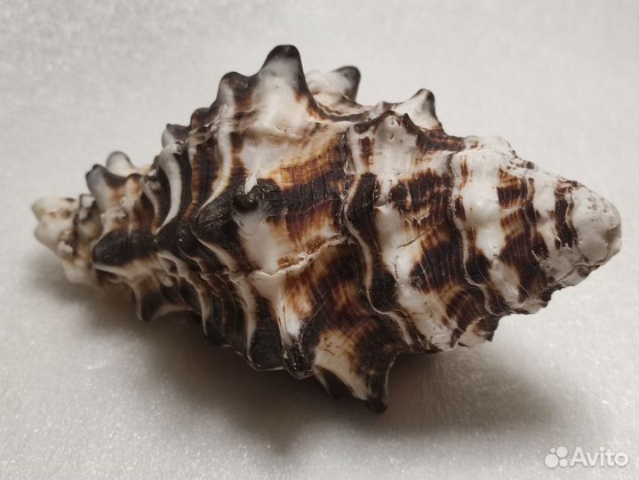 Морская раковина Vasum ceramicum large