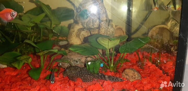 Украшение для аквариума