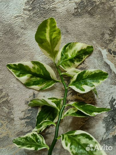 Педилантус